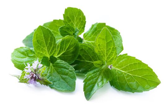 Mint leaves in the spray zxcvbnmqwert